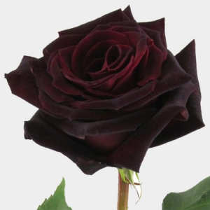 Is there a black rose?