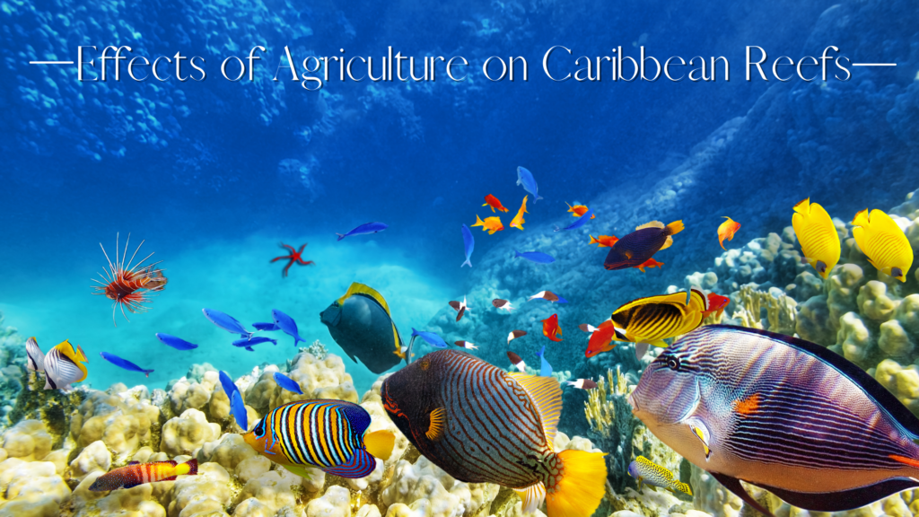 Effects of Agriculture on Caribbean Reefs