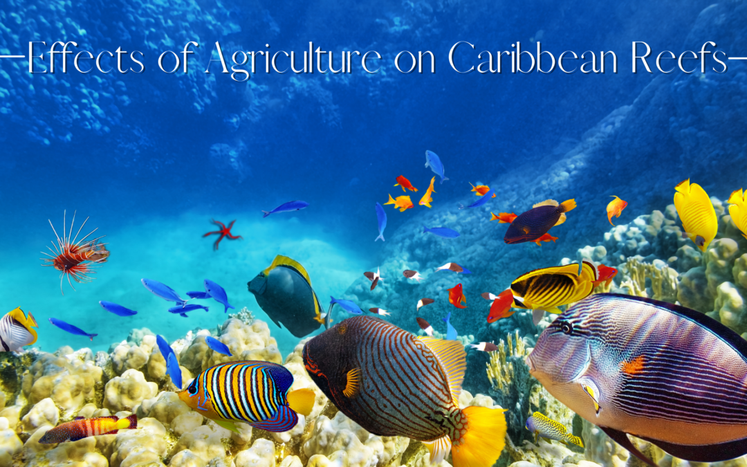 Effects of Agriculture on Caribbean Reefs