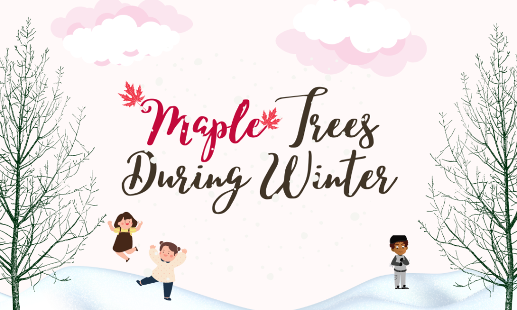 Maple Trees During Winter