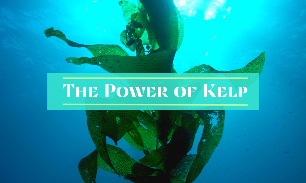 The Power of Kelp