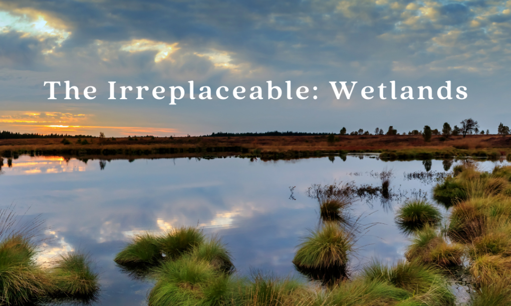 The Irreplaceable: Wetlands