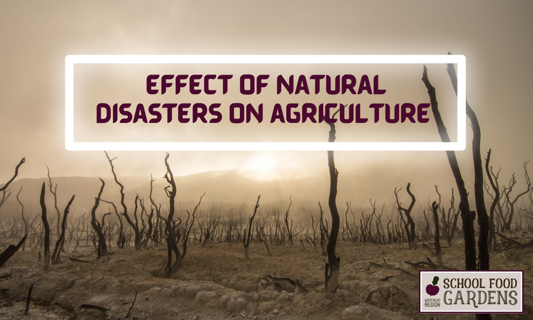 Affect of Natural Disasters on Agriculture – How Can We Prevent It? (Part 2)