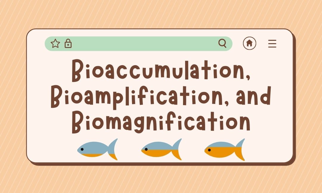Bioaccumulation, Bioamplification, and Biomagnification