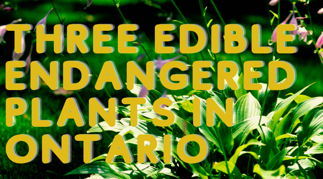 Three Edible Endangered Plants in Ontario