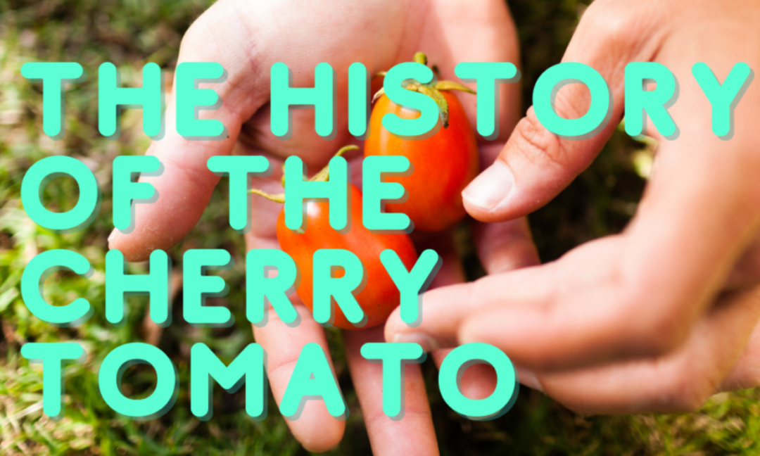 The History of the Cherry Tomato