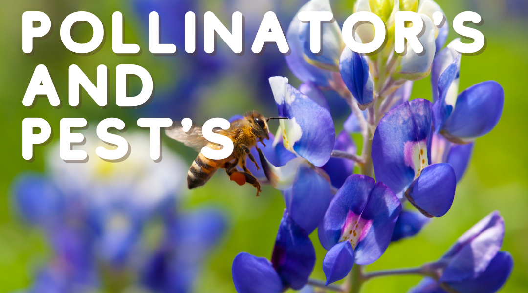 Pollinator’s and Pest’s