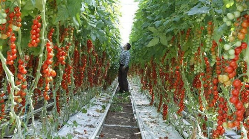 The History of the Cherry Tomato - Youth in Food Systems