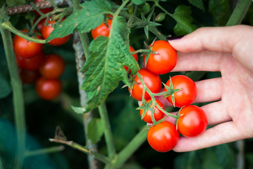 The History of the Cherry Tomato - Youth in Food Systems