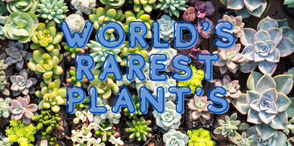 World’s Rarest Plant’s