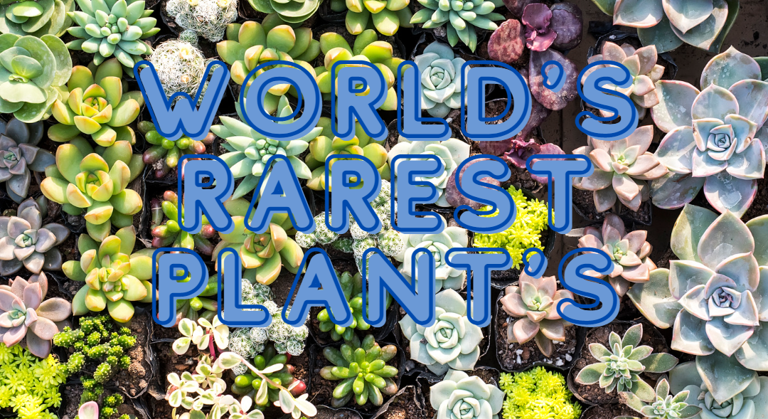 World’s Rarest Plant’s