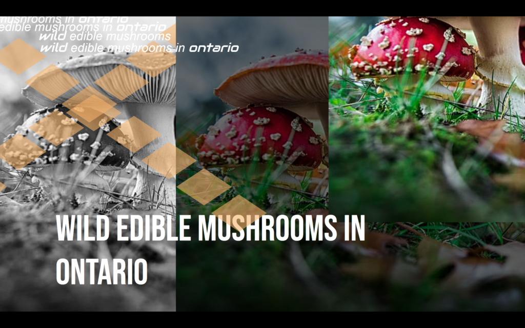 Wild Edible Mushrooms in Ontario