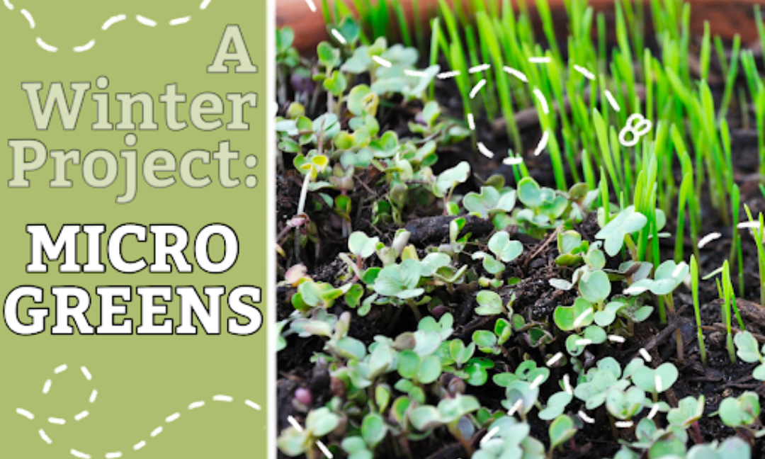 A Winter Project: Growing Microgreens Indoors