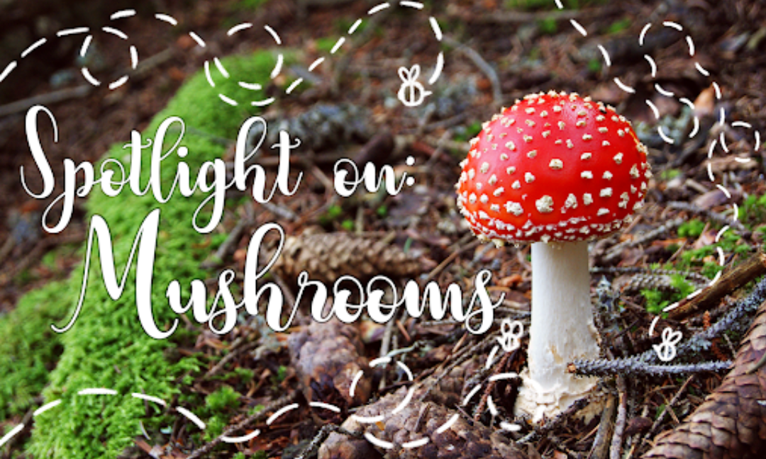 Spotlight On: Mushrooms