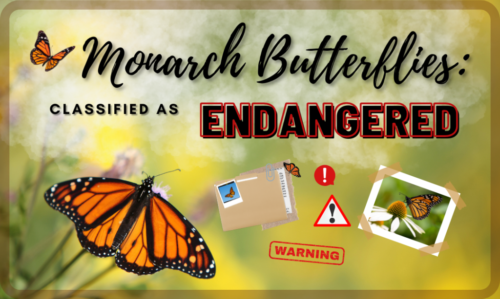 Monarch Butterflies Classified as Endangered