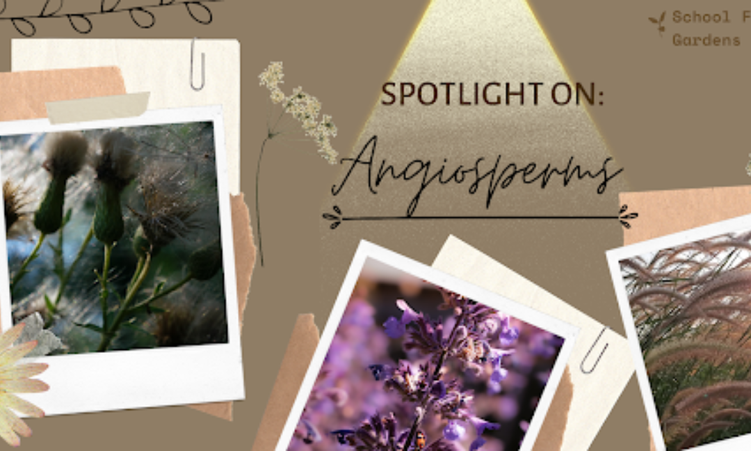 Magnifying Your Garden: Angiosperms