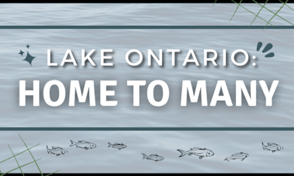 Lake Ontario- Home To Many