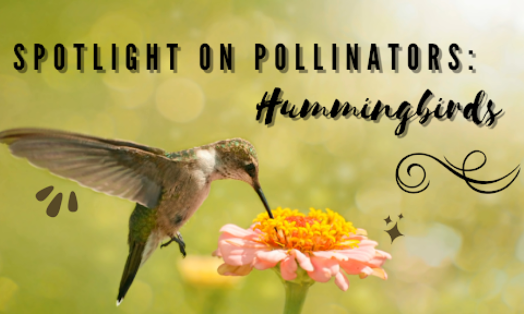 Spotlight On Pollinators: Hummingbirds