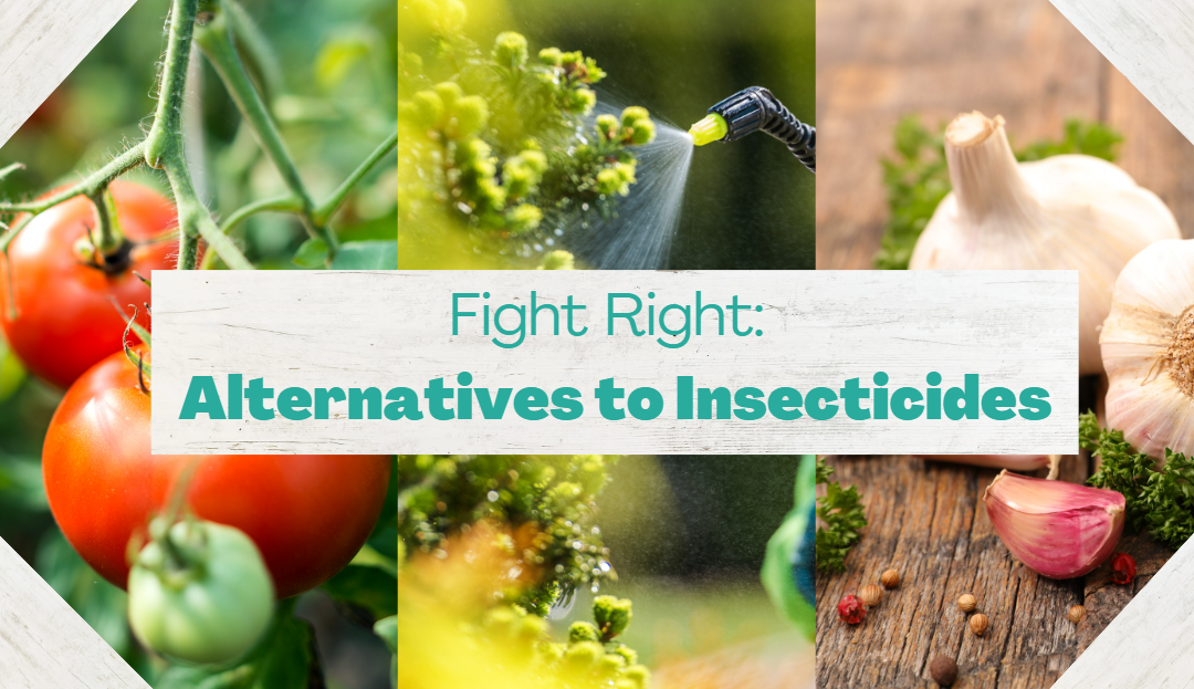 Fight Right: Alternatives to Insecticides