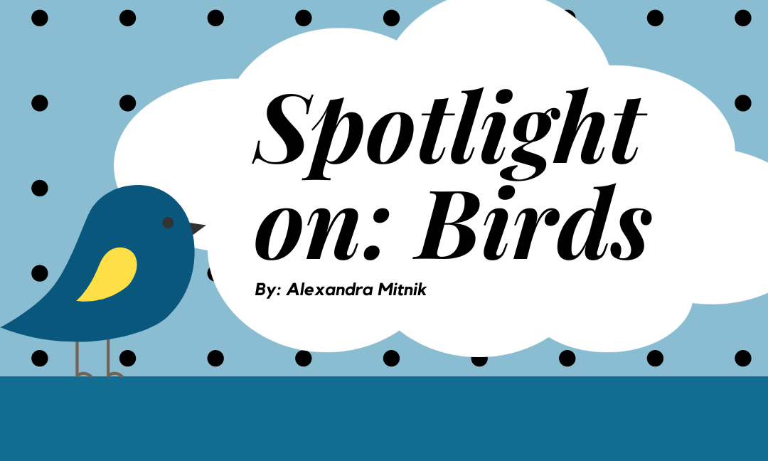 Spotlight On: Birds Canada