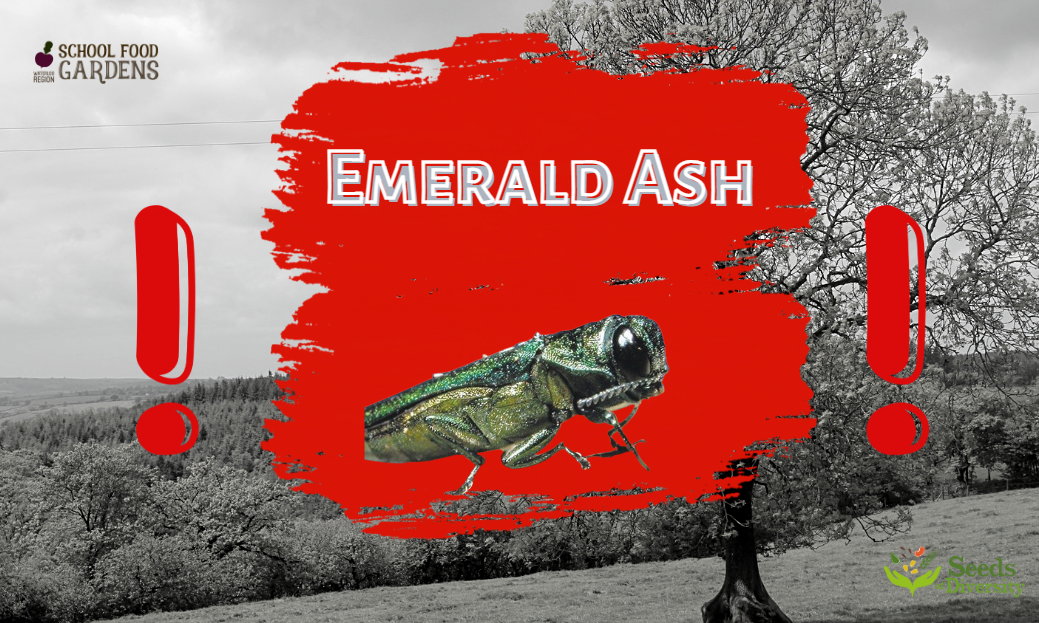 Emerald Ash