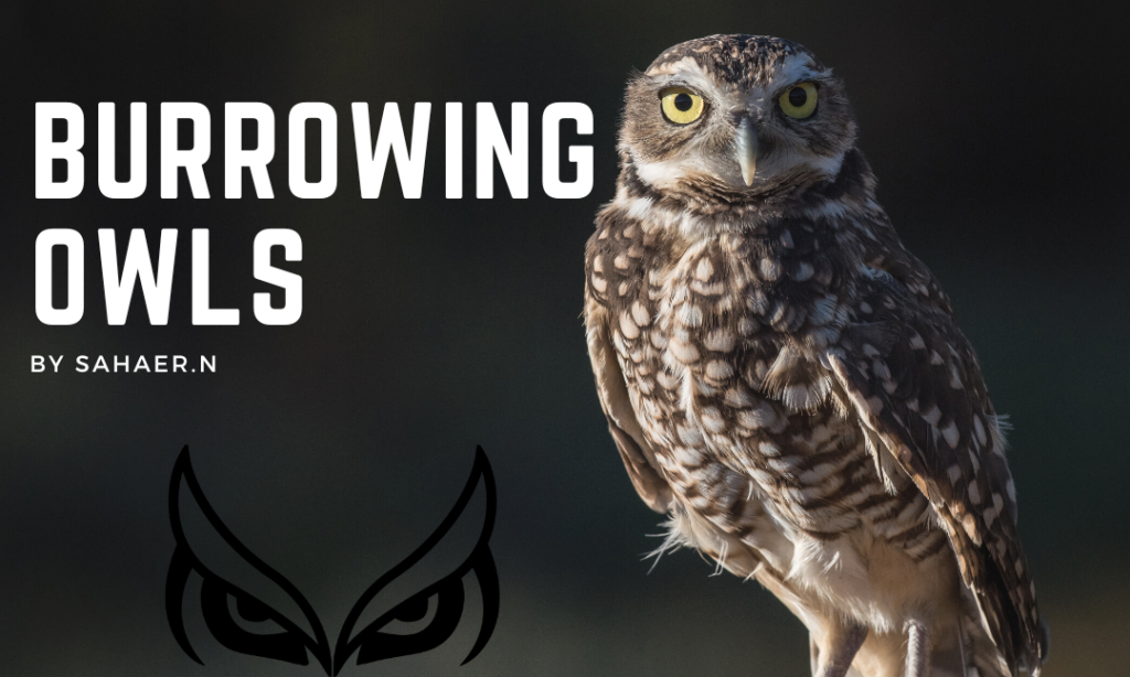 Burrowing Owls – Why Is Their Population Decreasing?