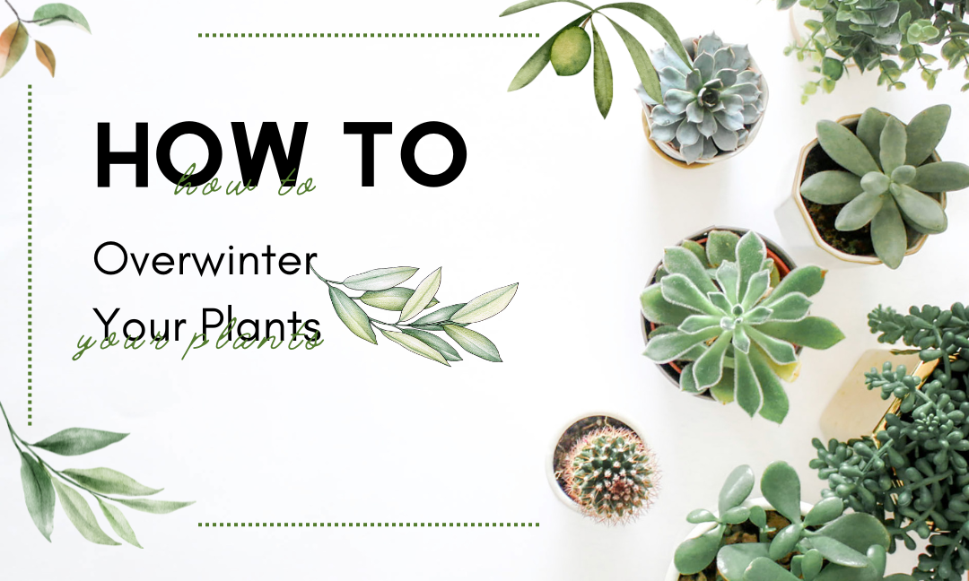 How to: Overwinter Your Plants