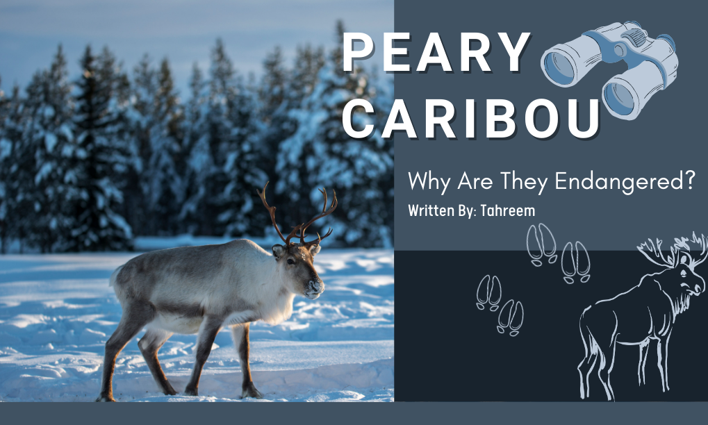 Peary Caribou – Why Are They Endangered?
