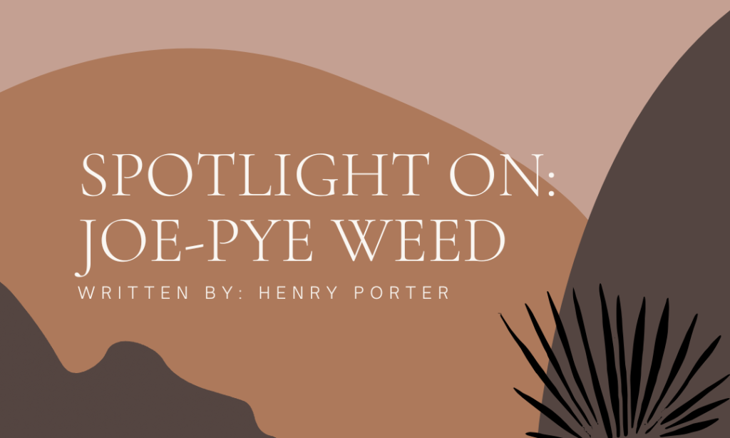 Spotlight on: Joe-Pye Weed