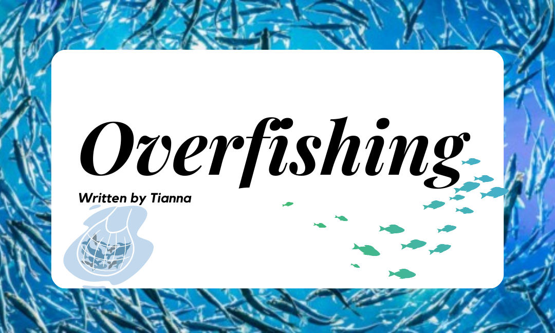 What is Overfishing? Facts, Effects and Overfishing Solutions