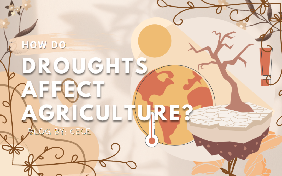 How do droughts affect agriculture?