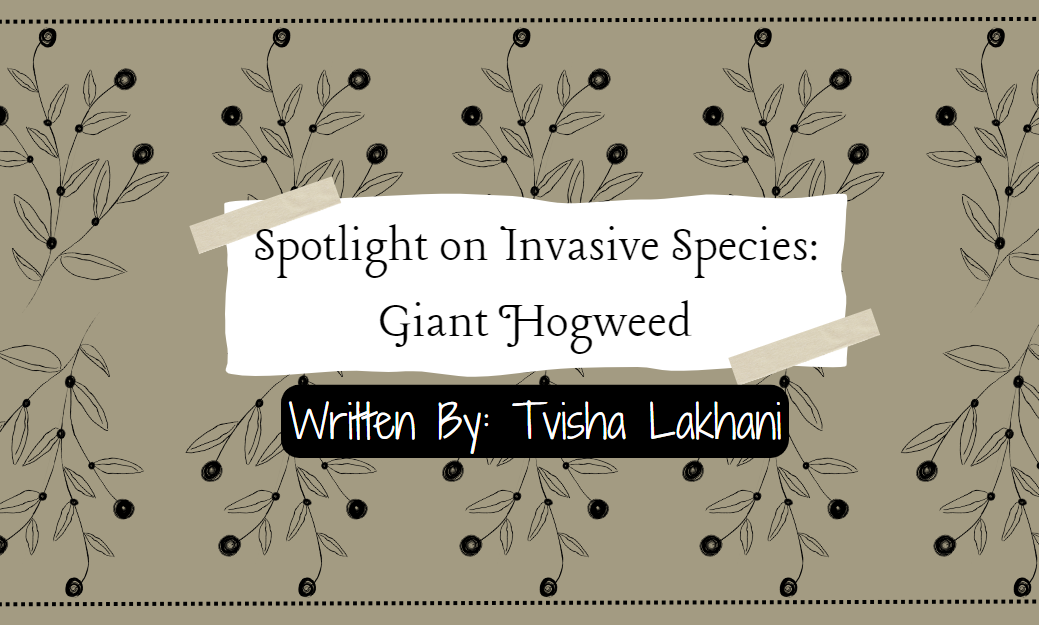 Spotlight on Invasive Species: Giant Hogweed