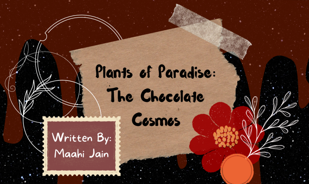 Plants of Paradise: The Chocolate Cosmos