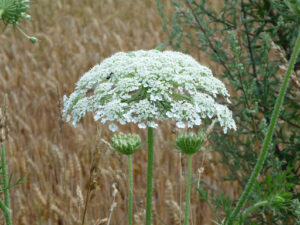 Giant Hogweed vs. Queen Anne's Lace - A-Z Animals