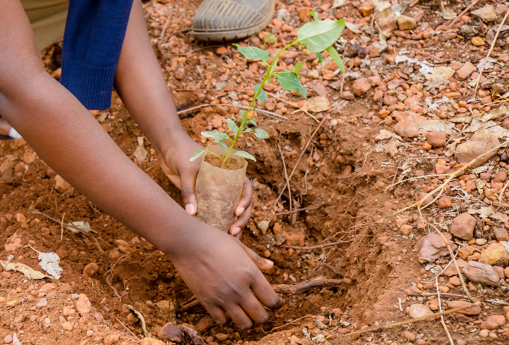 Why Composting is Important for a Sustainable Environment Youth in