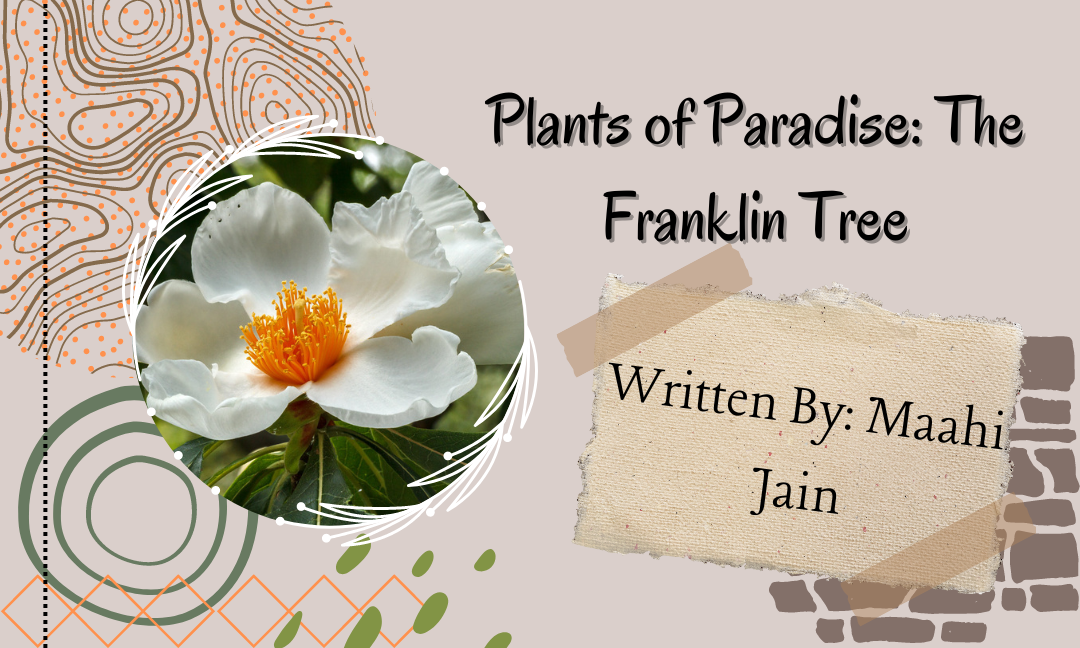 Plants of Paradise: The Franklin Tree