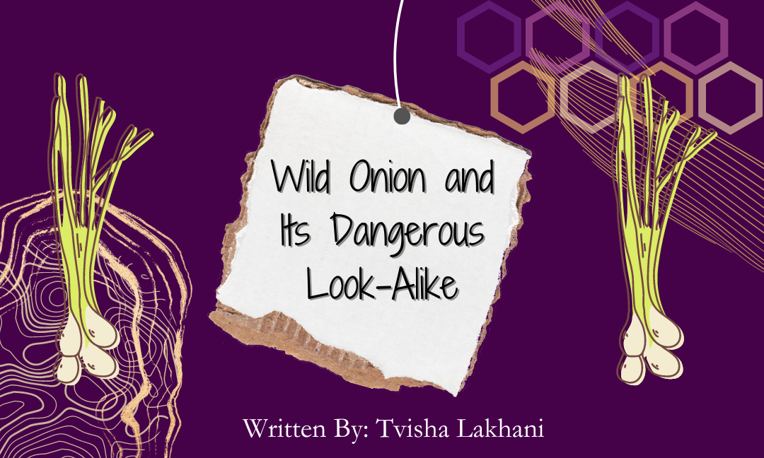 Wild Onion and Its Dangerous Look-Alike
