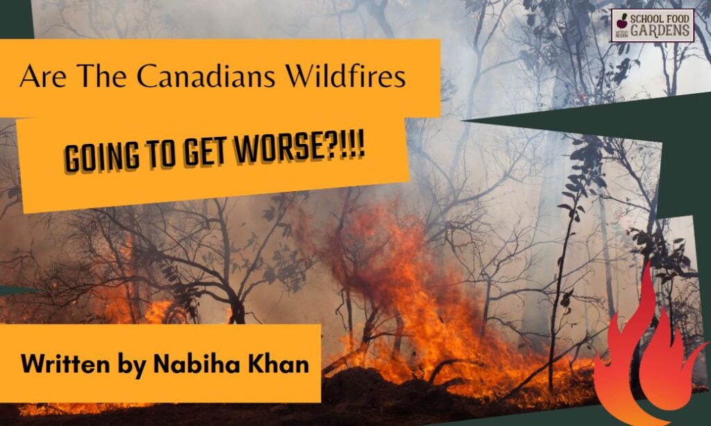 Are The Canadian Wildfires Going to Get Worse?