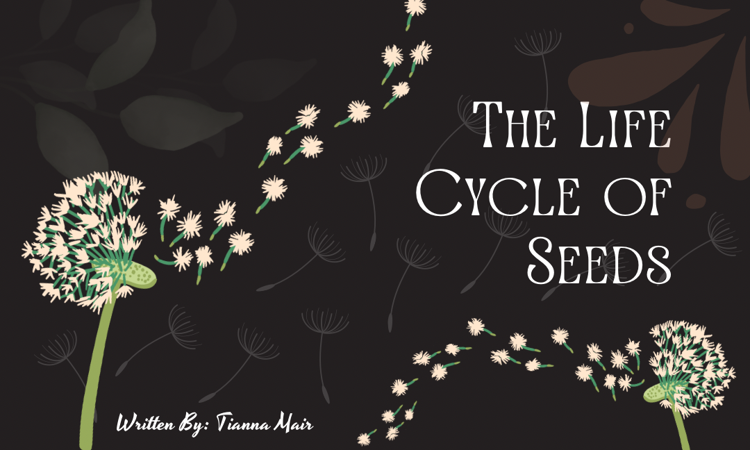 The Life Cycle of Seeds