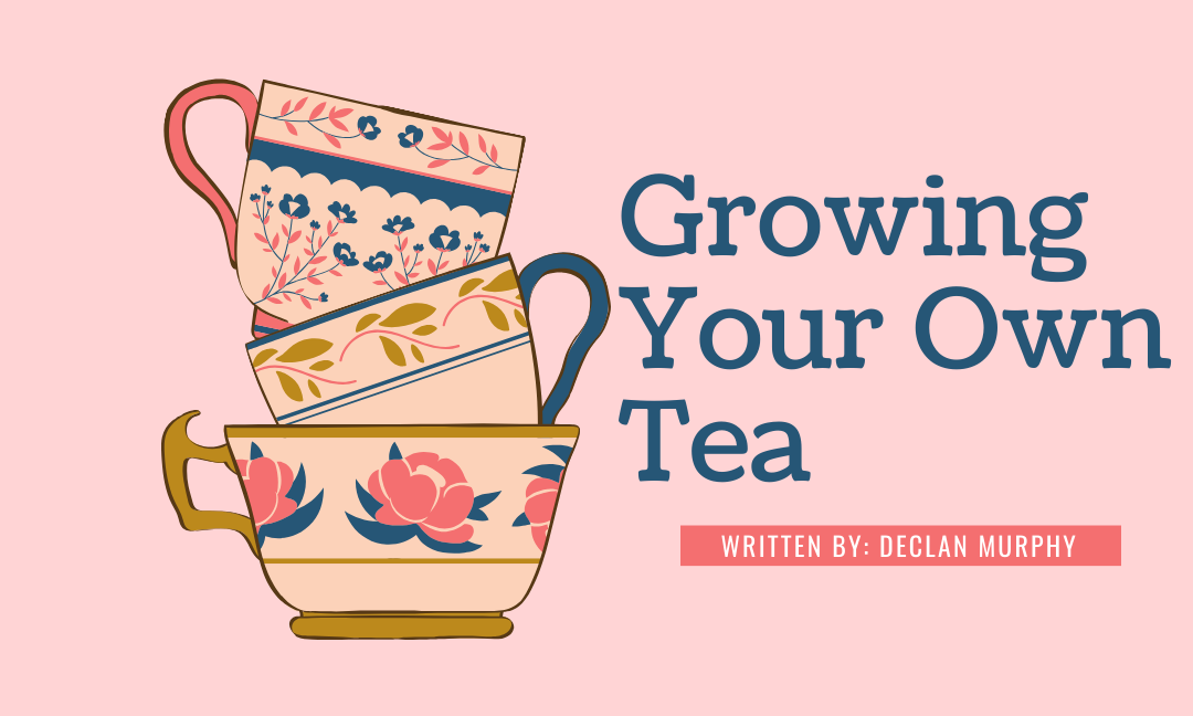 Growing Your Own Tea