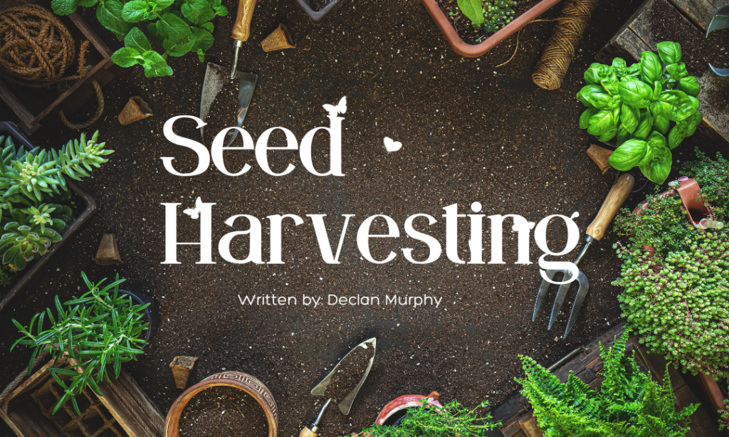 Seed Harvesting