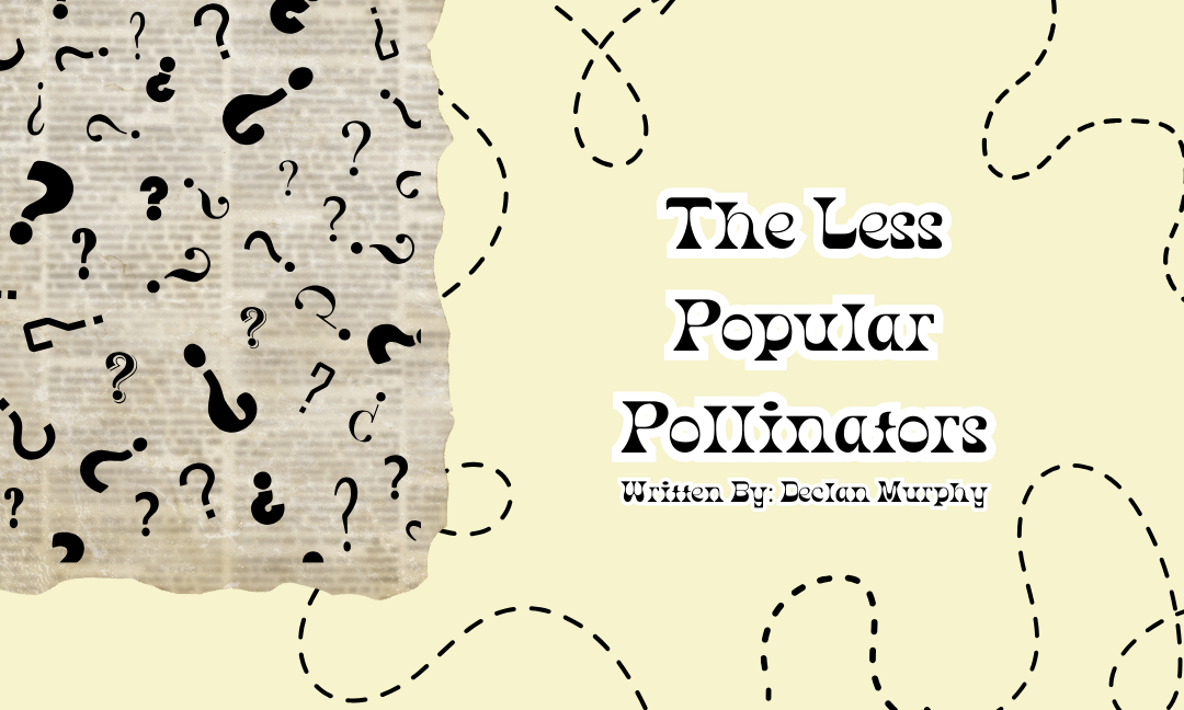 The Less Popular Pollinators