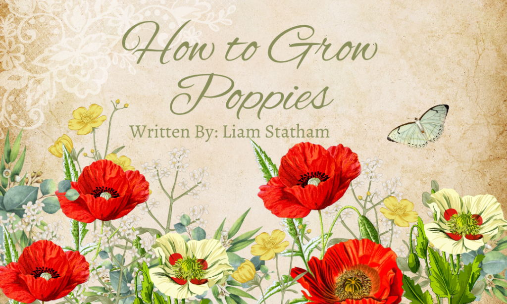 How To Grow Poppies