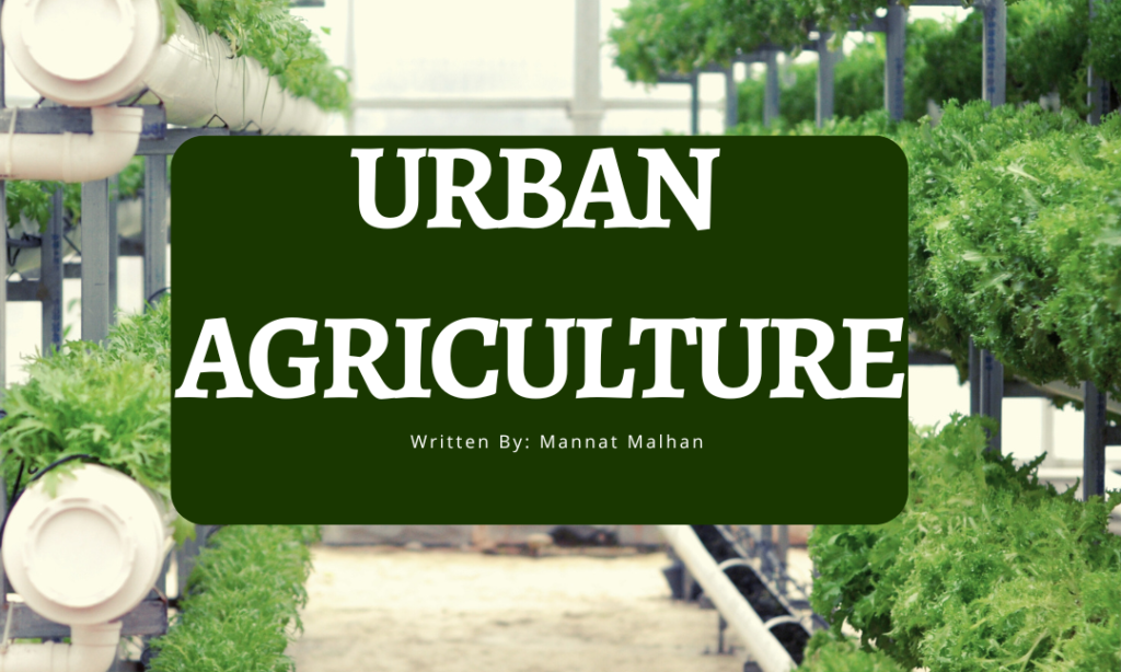Urban Agriculture: A Splash of Green