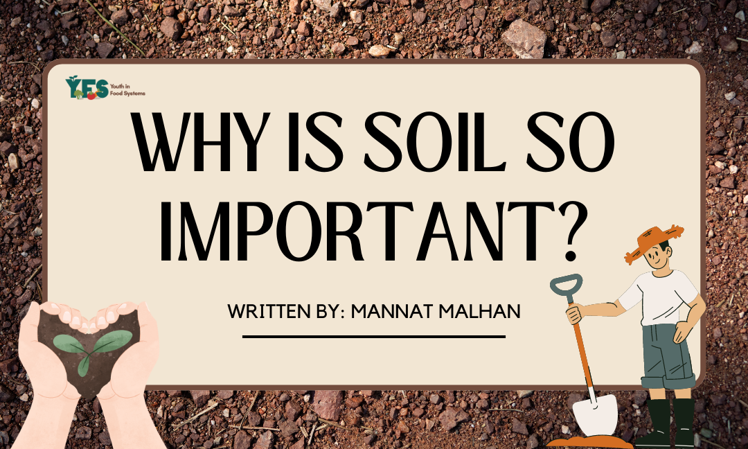 Why is Soil So Important?