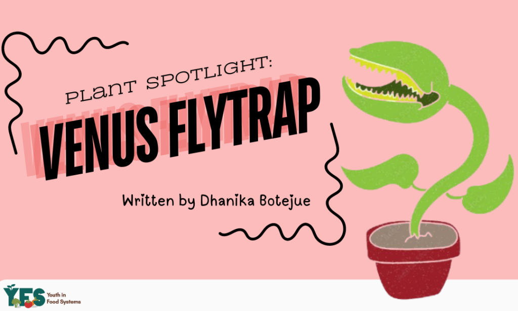 Plant Spotlight: Venus Flytrap