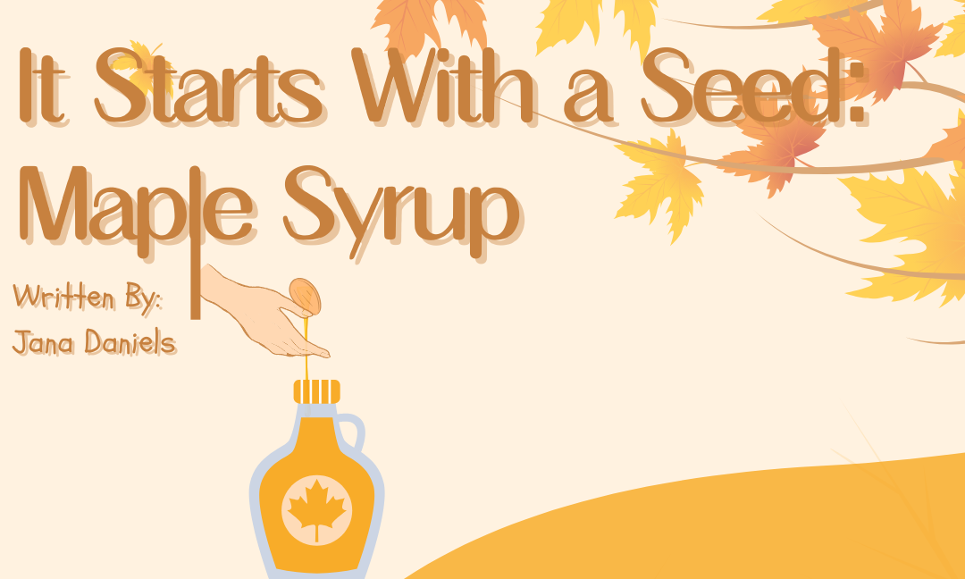 It Starts With a Seed: Maple Syrup