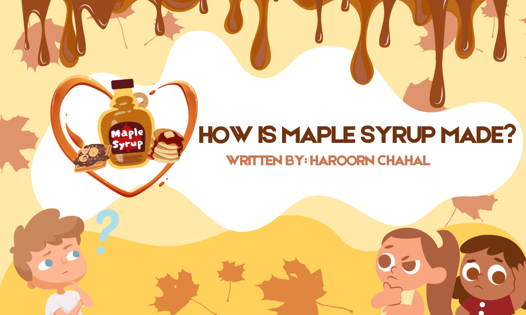 How is maple syrup made?
