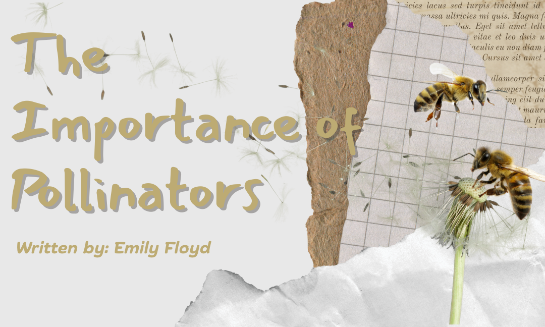 The Importance of Pollinators