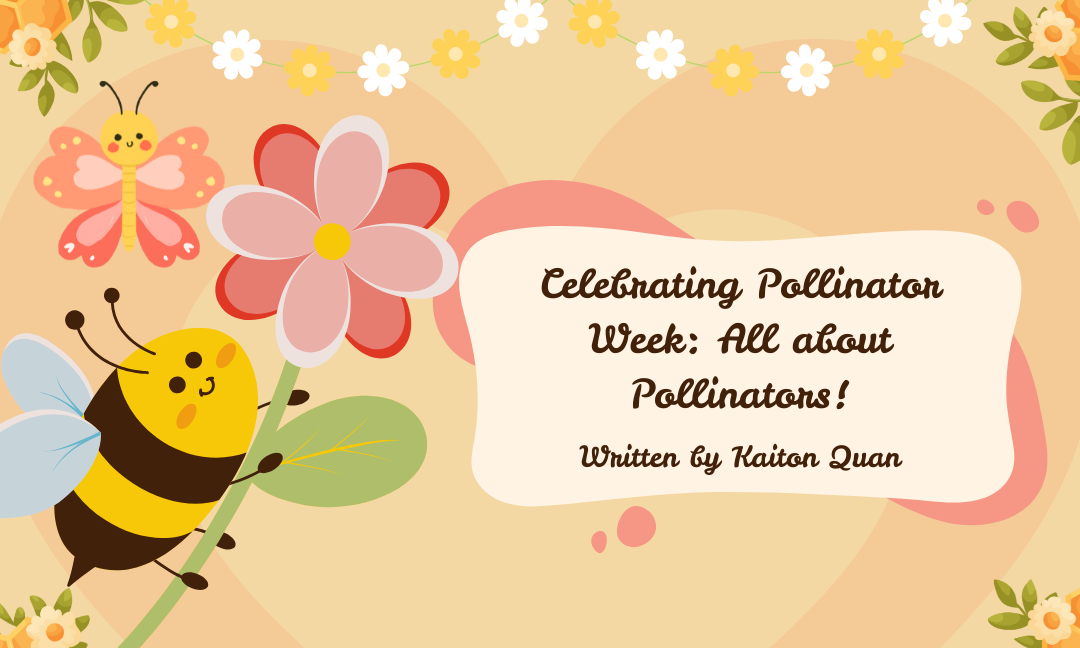 Celebrating Pollinator Week: All About Pollinators!